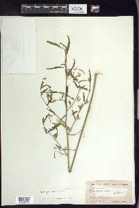 Aeschynomene indica image