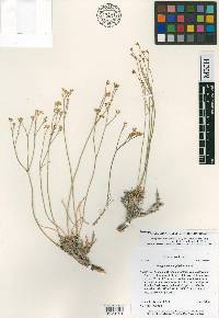 Eriogonum mitophyllum image