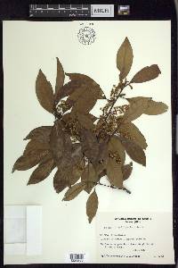 Prunus brasiliensis image