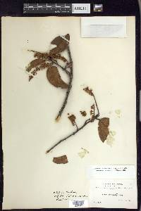 Prunus brittoniana image