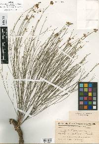 Crumenaria erecta image