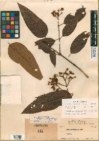 Vismia latifolia image