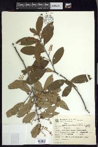 Prunus brasiliensis image