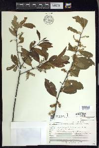 Prunus subcoriacea image