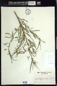 Aeschynomene indica image