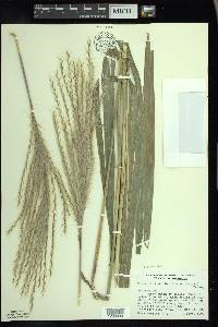 Miscanthus sacchariflorus image