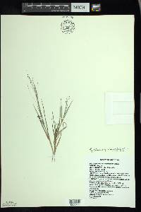 Digitaria cognata image