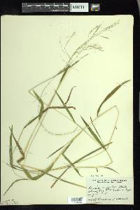 Leersia virginica image