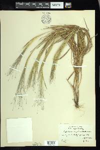 Digitaria cognata image