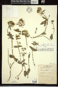 Collinsia verna image