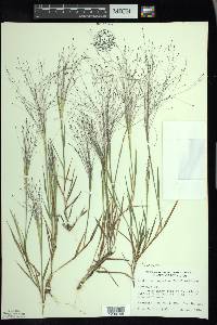 Digitaria cognata image