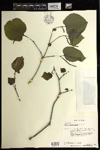 Piper novogalicianum image