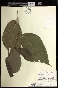 Piper leucophyllum image