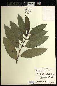 Piper laurifolium image