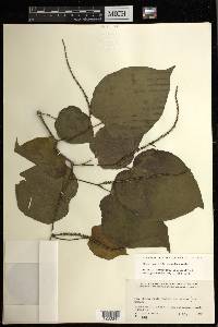 Piper novogalicianum image