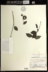 Peperomia dendrophila image