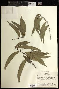 Piper hirtellipetiolum var. harveyanum image