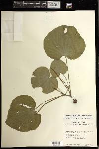 Peperomia asarifolia image