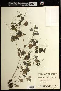 Peperomia pellucida image