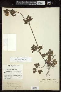 Thaspium barbinode image