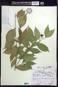 Bunchosia lindeniana image