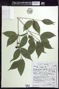 Bunchosia lindeniana image