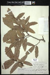 Quercus laeta image