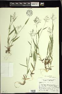 Dichanthelium acuminatum subsp. columbianum image