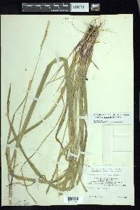 Oryzopsis asperifolia image