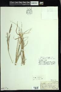 Muhlenbergia mexicana image