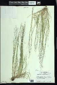 Muhlenbergia uniflora image