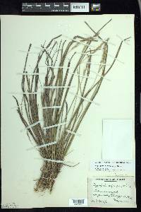 Oryzopsis asperifolia image