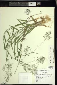 Dichanthelium acuminatum subsp. columbianum image