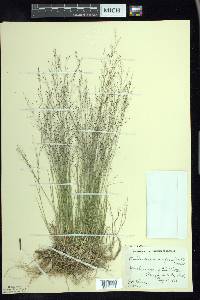 Muhlenbergia uniflora image