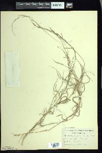 Muhlenbergia schreberi image