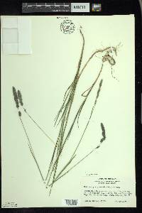 Muhlenbergia glomerata image