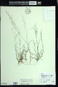 Muhlenbergia uniflora image