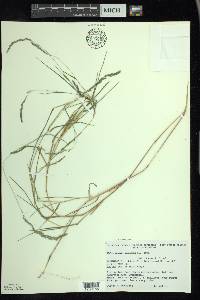 Muhlenbergia mexicana image