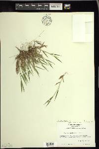 Dichanthelium acuminatum subsp. columbianum image