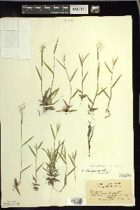 Dichanthelium acuminatum subsp. columbianum image