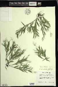 Dichanthelium acuminatum subsp. columbianum image