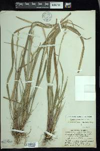 Oryzopsis asperifolia image