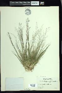 Muhlenbergia uniflora image