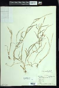 Muhlenbergia schreberi image