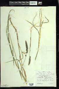 Muhlenbergia glomerata image