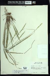 Oryzopsis asperifolia image