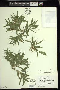 Dichanthelium acuminatum subsp. columbianum image