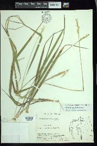 Oryzopsis asperifolia image