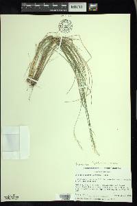 Piptatheropsis pungens image