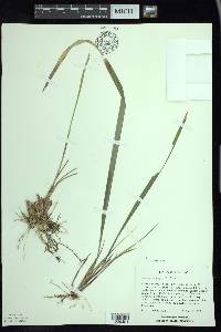 Oryzopsis asperifolia image